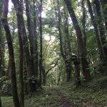 Boque nebuloso hacia Volcan de Santa Ana km 5