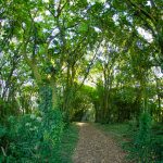 Bosque Cerro Montañona km 3