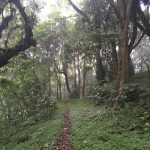 Bosque nebuloso camino al volcan de Santa Ana km 5