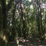 Faldas del Volcan de Santa Ana km 5.5