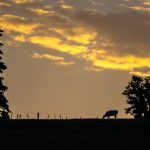 Hacienda Las Julietas km 12.5