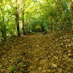 Bosque Cerro Montañona km 2.7